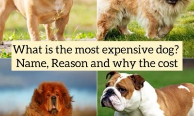 What is the most expensive dog? Name, Reason and why the cost