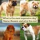 What is the most expensive dog? Name, Reason and why the cost