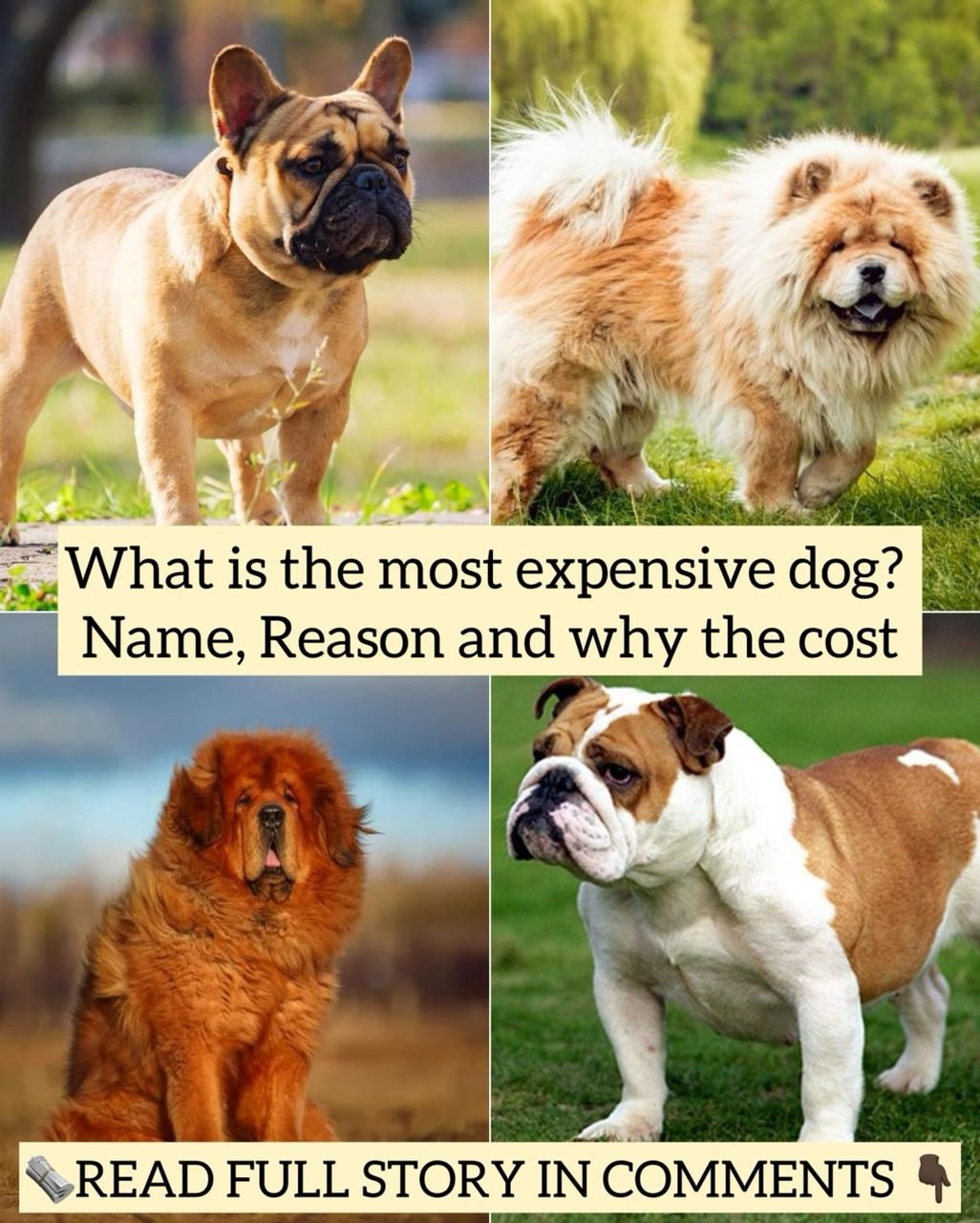 What is the most expensive dog? Name, Reason and why the cost